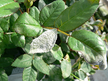 echte meeldauw roos koerier.jpg